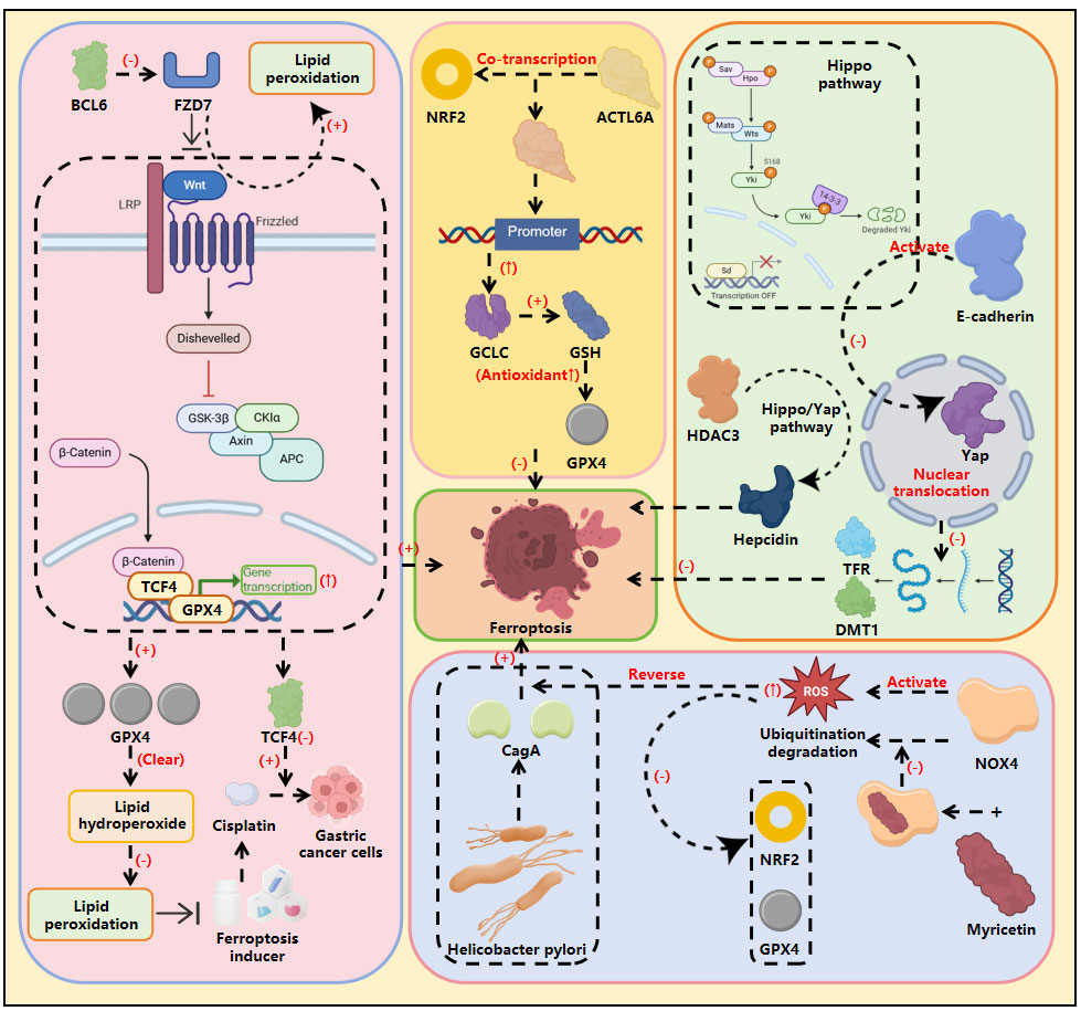 Molecular Regulatory Network and Therapeutic Potential of Ferroptosis in Gastric Cancer: An Exploration Combining Bibliometrics and Mechanistic Review