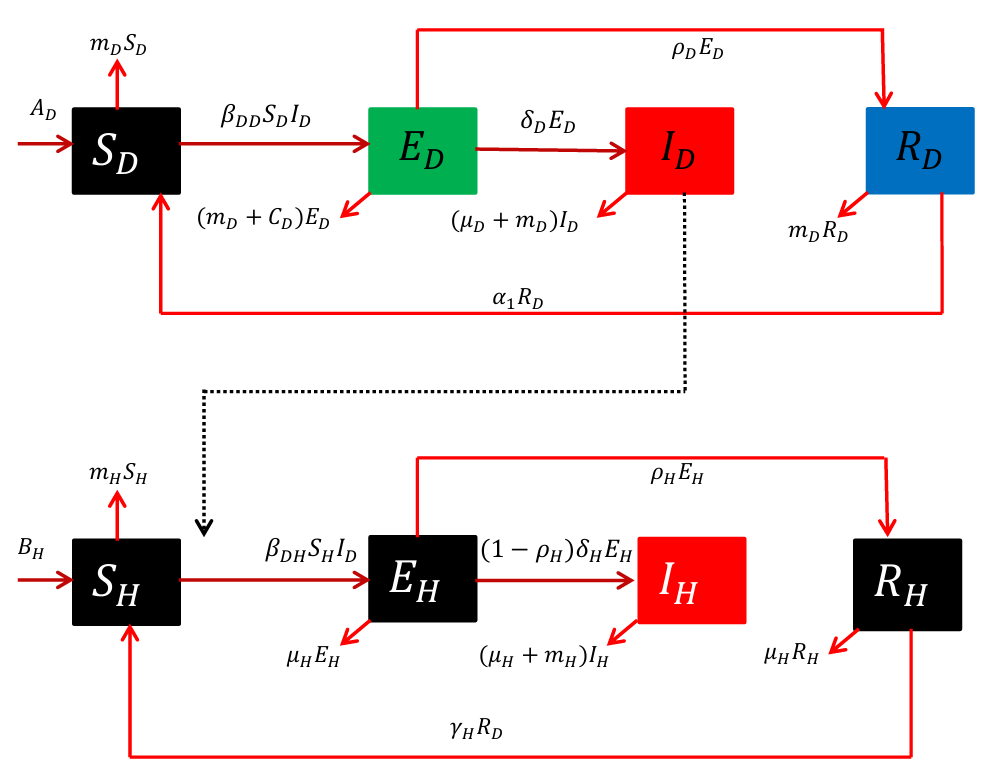 Mathematical Modeling and NSFD Numerical Investigation of Rabies Transmission Dynamics with Immigration Factors