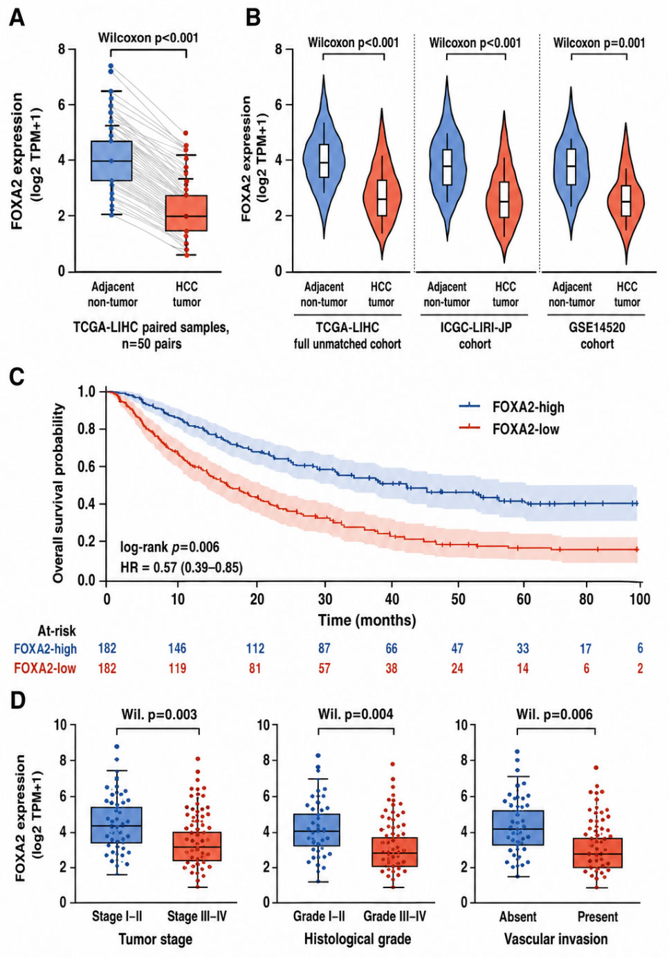 Low FOXA2 Expression Is Associated With ECM Remodeling, FAK--YAP-Related Transcriptional Features, and a Macrophage-Enriched Immune-Stromal Microenvironment in Hepatocellular Carcinoma