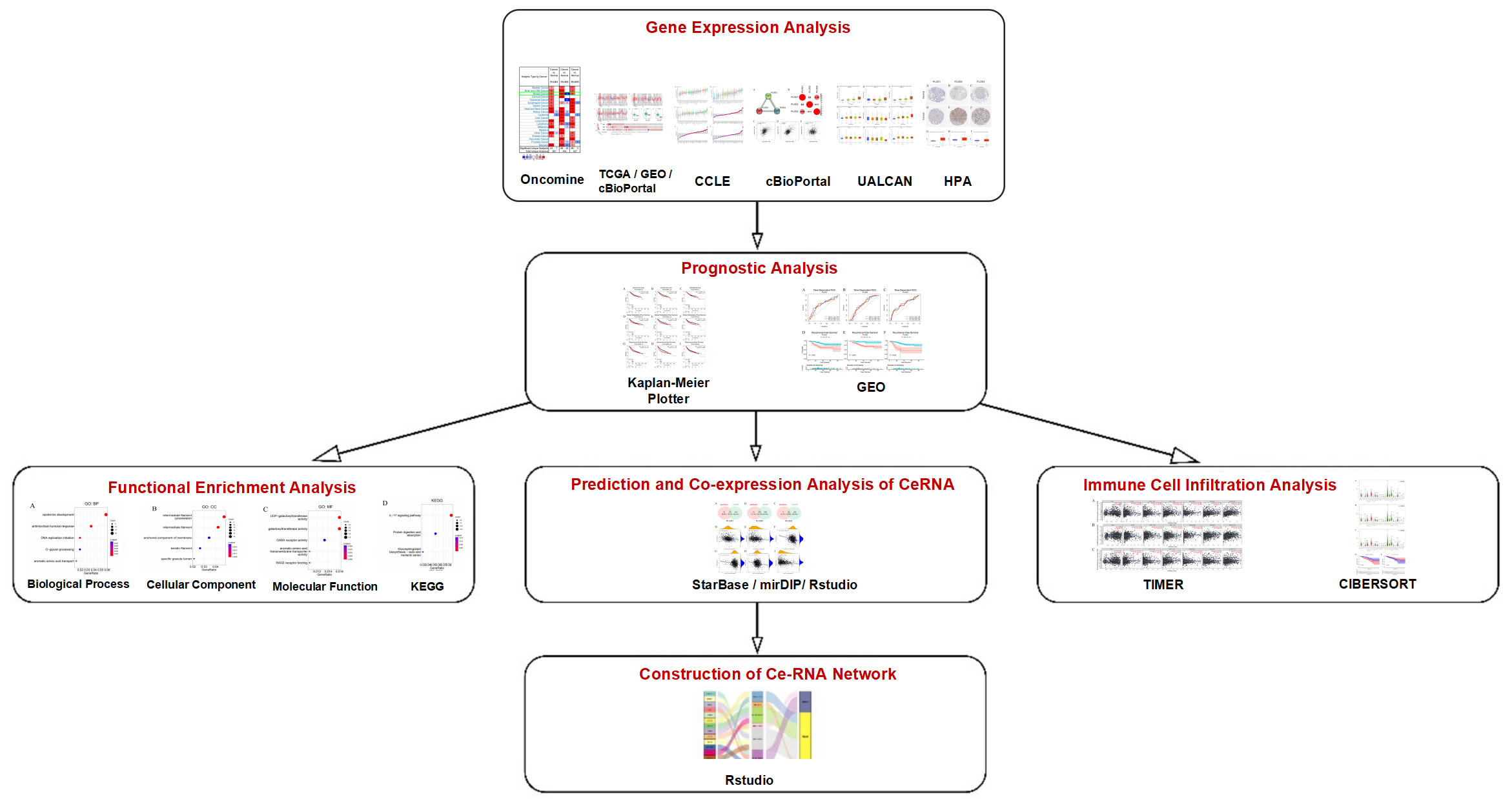 Comprehensive Analysis of PLOD Family Prognostic Value and Related Regulatory ceRNA Network in Breast Cancer
