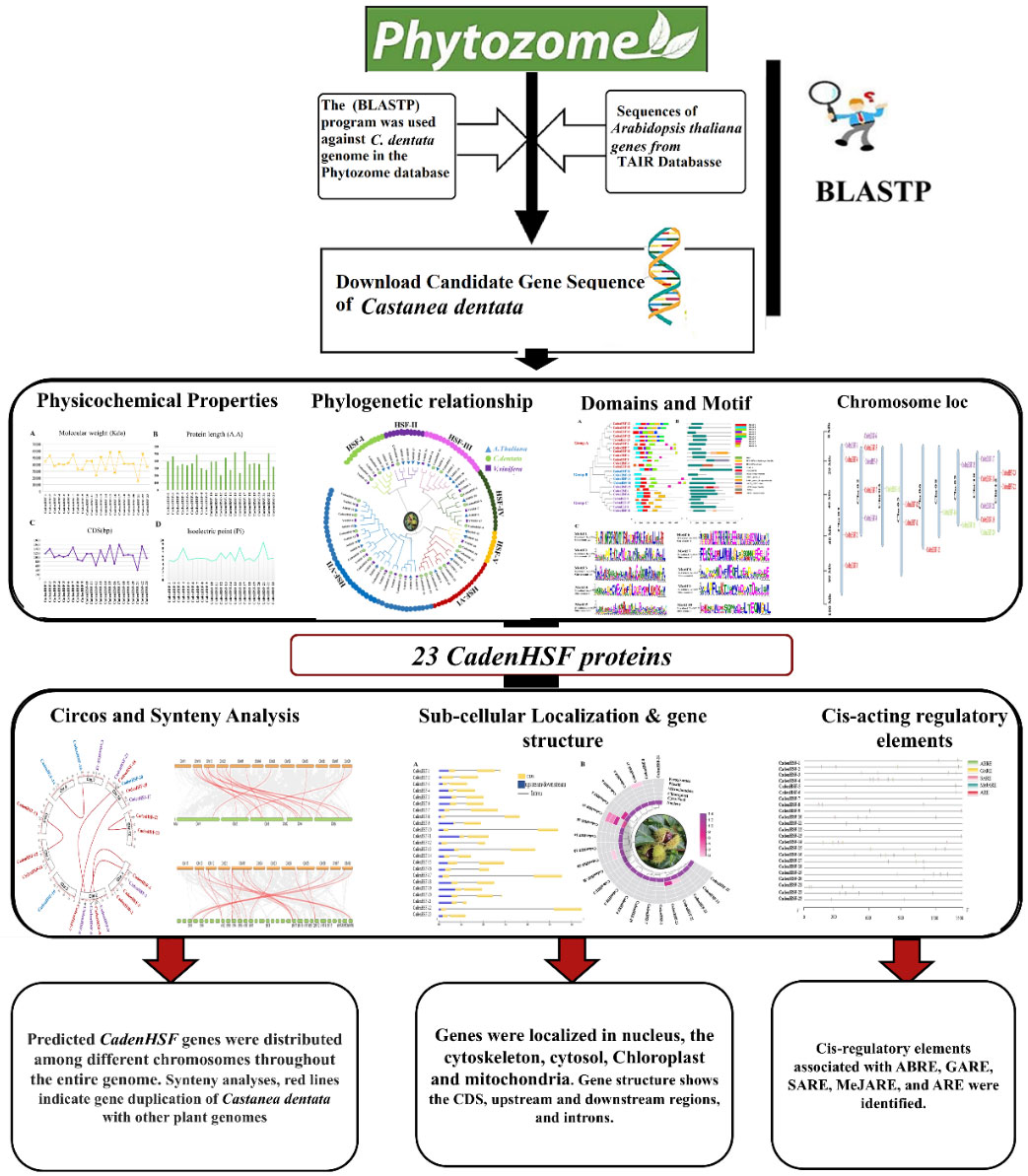 Genome-wide Identification and Evolutionary Characterization of the Heat Shock Transcription Factor (HSF) Gene Family in Castanea Dentata and Their Functional Implications
