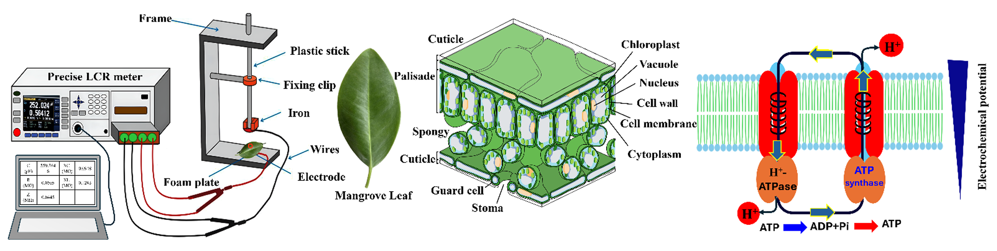 Salt Adaptation in Aegiceras Corniculatum: Electrophysiology, Gene Expression, and Energy Trade-Offs