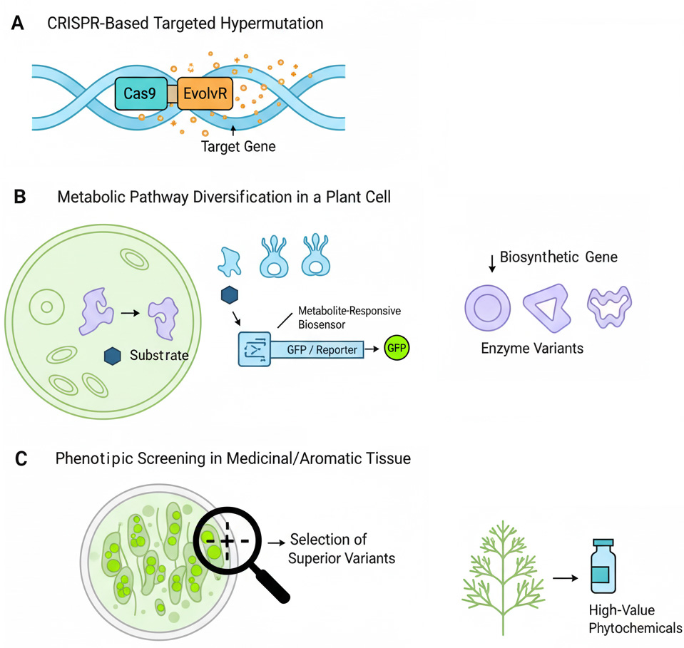 Rational Design of Plant Chemical Factories: CRISPR-Based Metabolic Engineering in Medicinal and Aromatic Plants