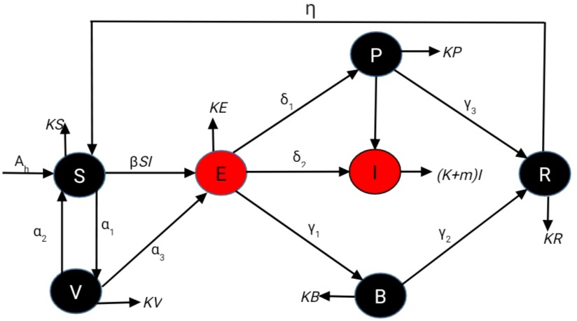 Modeling the Impact of Vaccination and Post-Treatment on Rabies Transmission