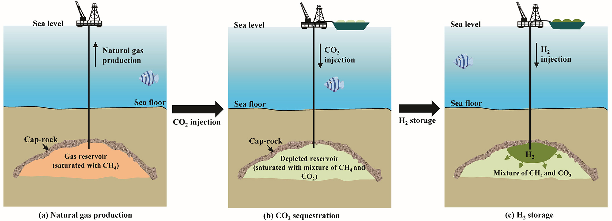 From CO$_2$ Sequestration to Hydrogen Storage: Further Utilization of Depleted Gas Reservoirs