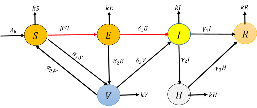 Bifurcation and Stability Analysis of Transmission Dynamics of Ebola Virus Using Seirvh Model