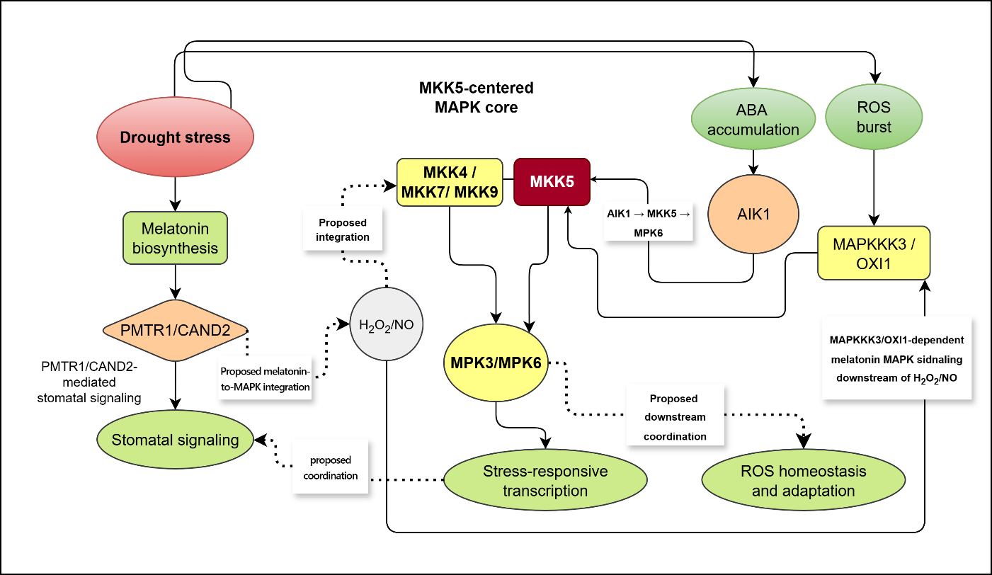Melatonin-Mediated Activation of the MKK5–MPK3/6 Cascade: A Molecular Framework for Integrated Drought Stress Tolerance in Plants