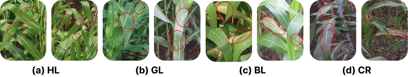 Robust Detection of Maize Foliage Fungal Diseases using Tree-Based Ensemble Methods