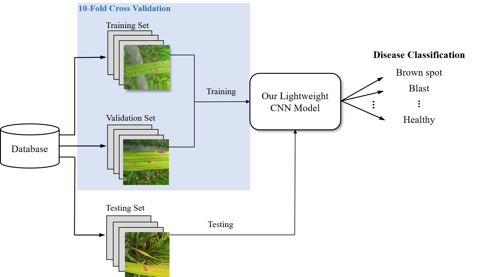 Classification of Rice Leaf Diseases Based on Lightweight Deep Learning Model