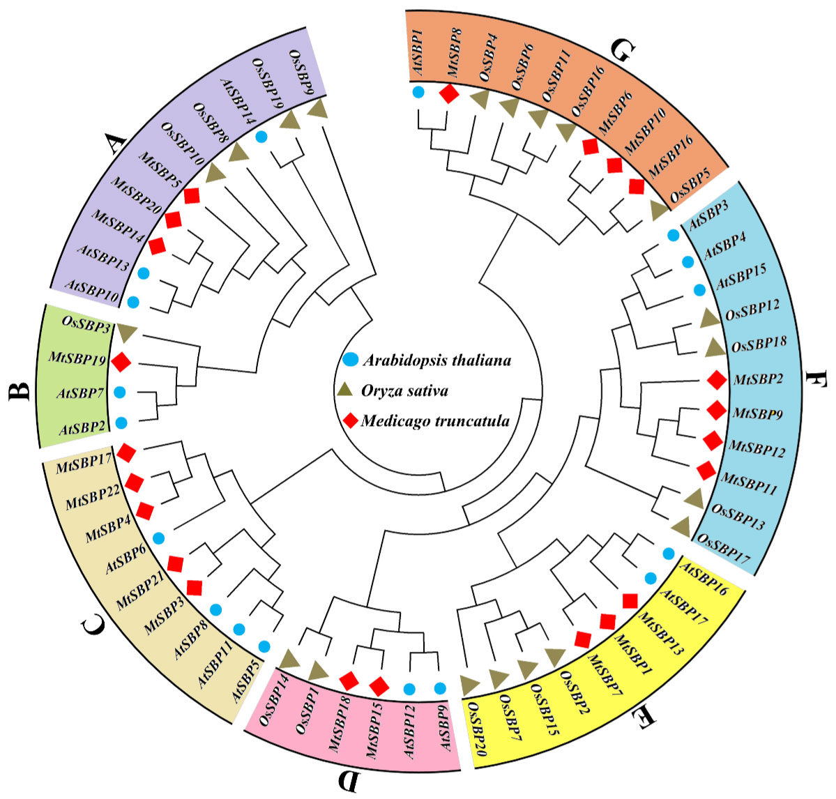 Genome-Wide Identification and Expression Profiling of the SBP-box Gene Family in Medicago truncatula