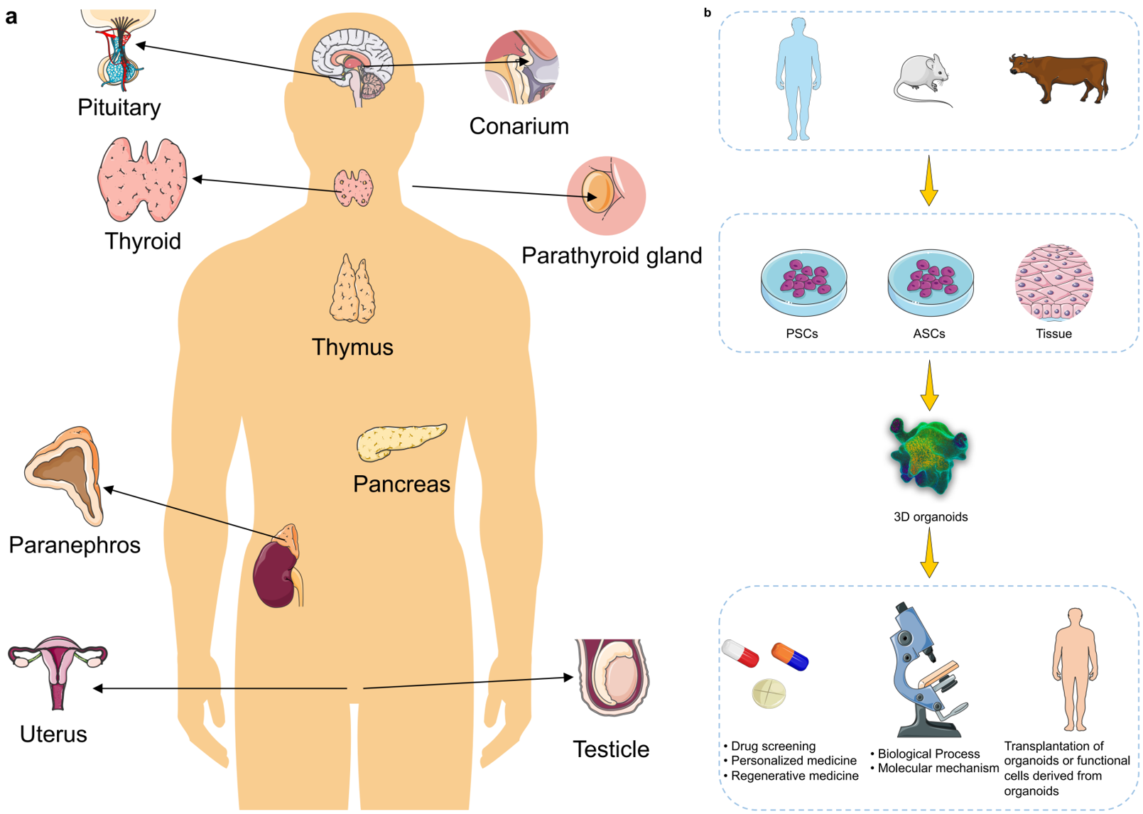 The Use of Organoid Models of Endocrine Diseases: Research Progress and Potential