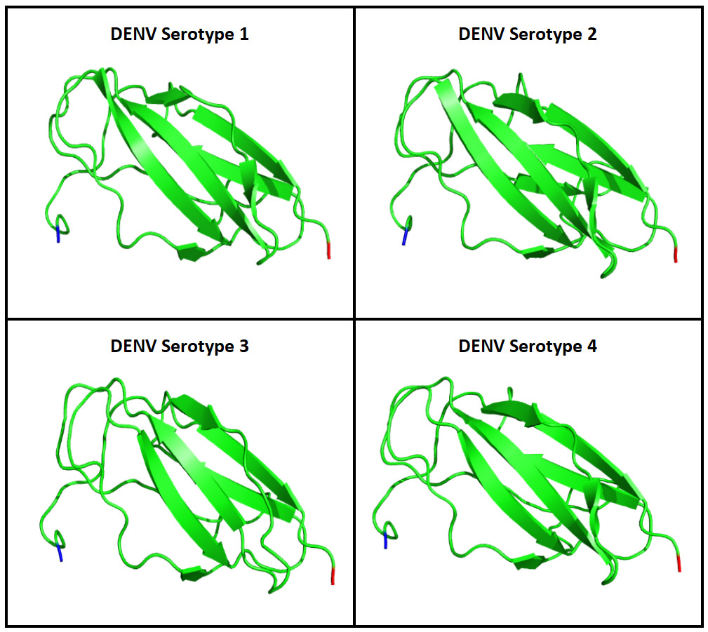 A Comparative Analysis of the Gene Sequences, Structural Models and Identification of Candidate Epitope of Dengue Envelope Protein Domain III