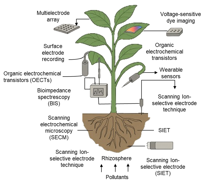 Electrobiological Signatures as Early Indicators of Plant Stress and Adaptation