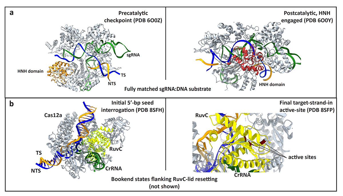 Fidelity and Delivery: Coupled Barriers in Plant CRISPR-Cas Genome Editing