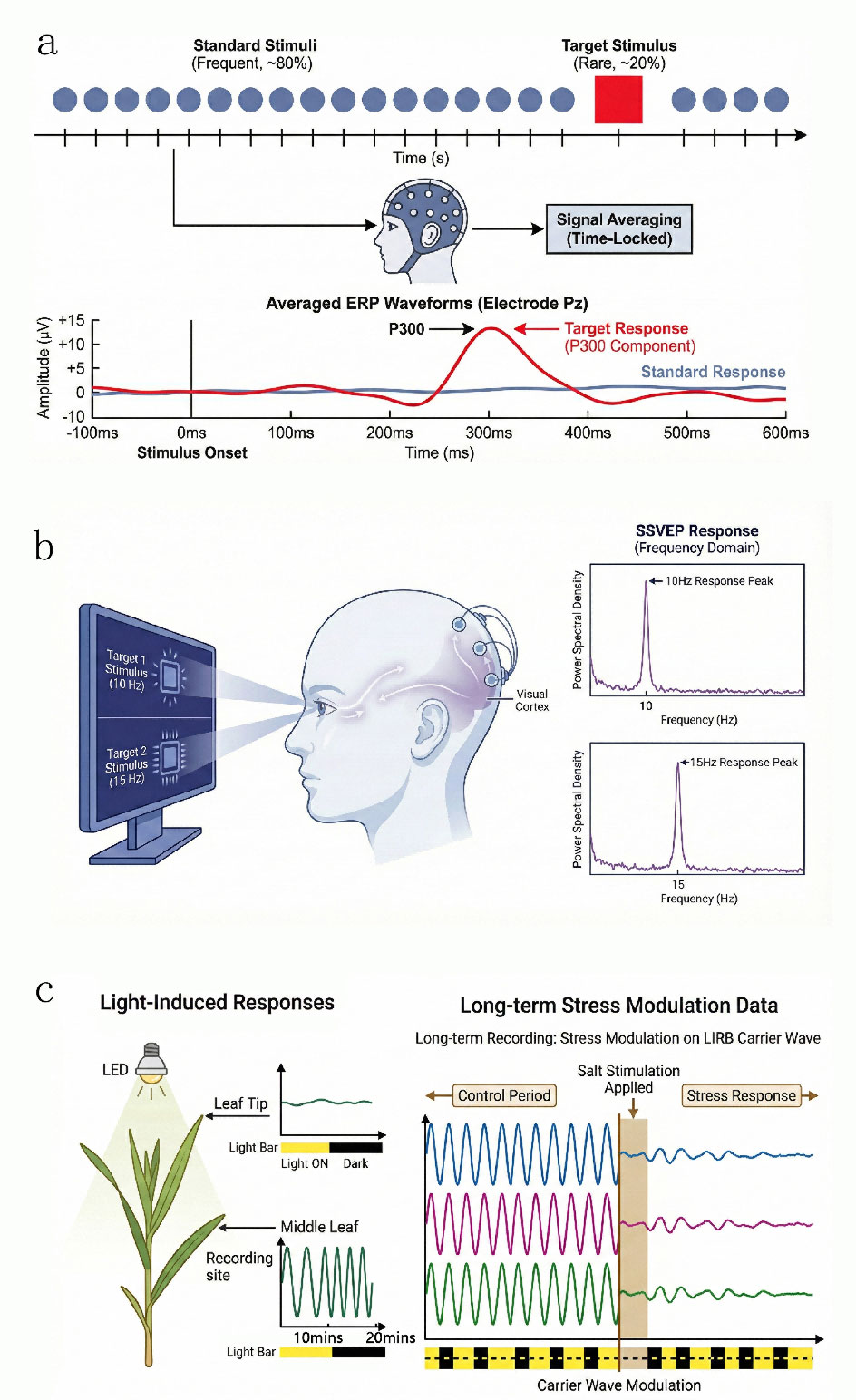 Neuroscience-Inspired Plant Electrophysiology: From Signal Decoding to Plant-Computer Interfaces
