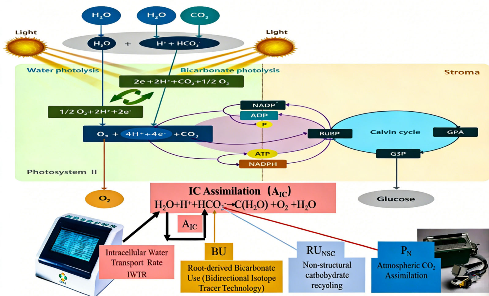 Rethinking Photosynthesis: Intracellular Water Dynamics, Bicarbonate Photolysis, and Electrophysiological Coupling in Inorganic Carbon Assimilation