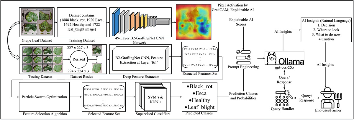 B2-GraftingNet: A Hybrid Deep-Machine Learning Framework with Explainable AI for Automated Grape Leaf Disease Detection