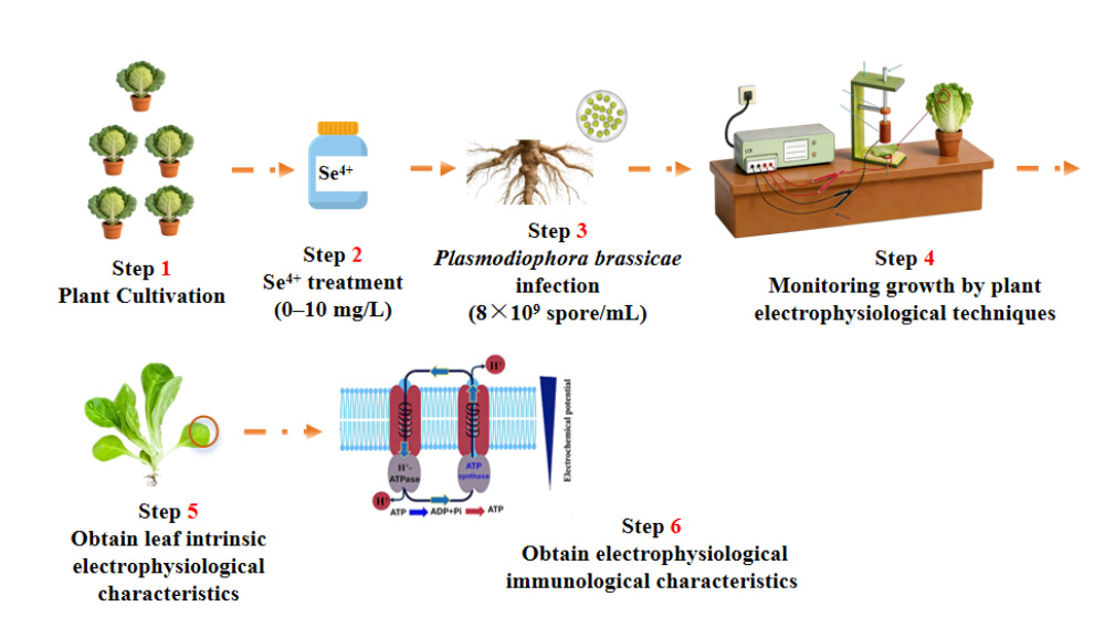 Electrophysiological Immunity to Plasmodiophora Brassicae Infection of Gaoshan Brassica Rapa under Various Selenite Levels