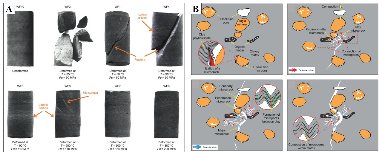 A Critical Review of Tectonic Effect on the Nanopore Structure Evolution of Shale Gas Reservoirs