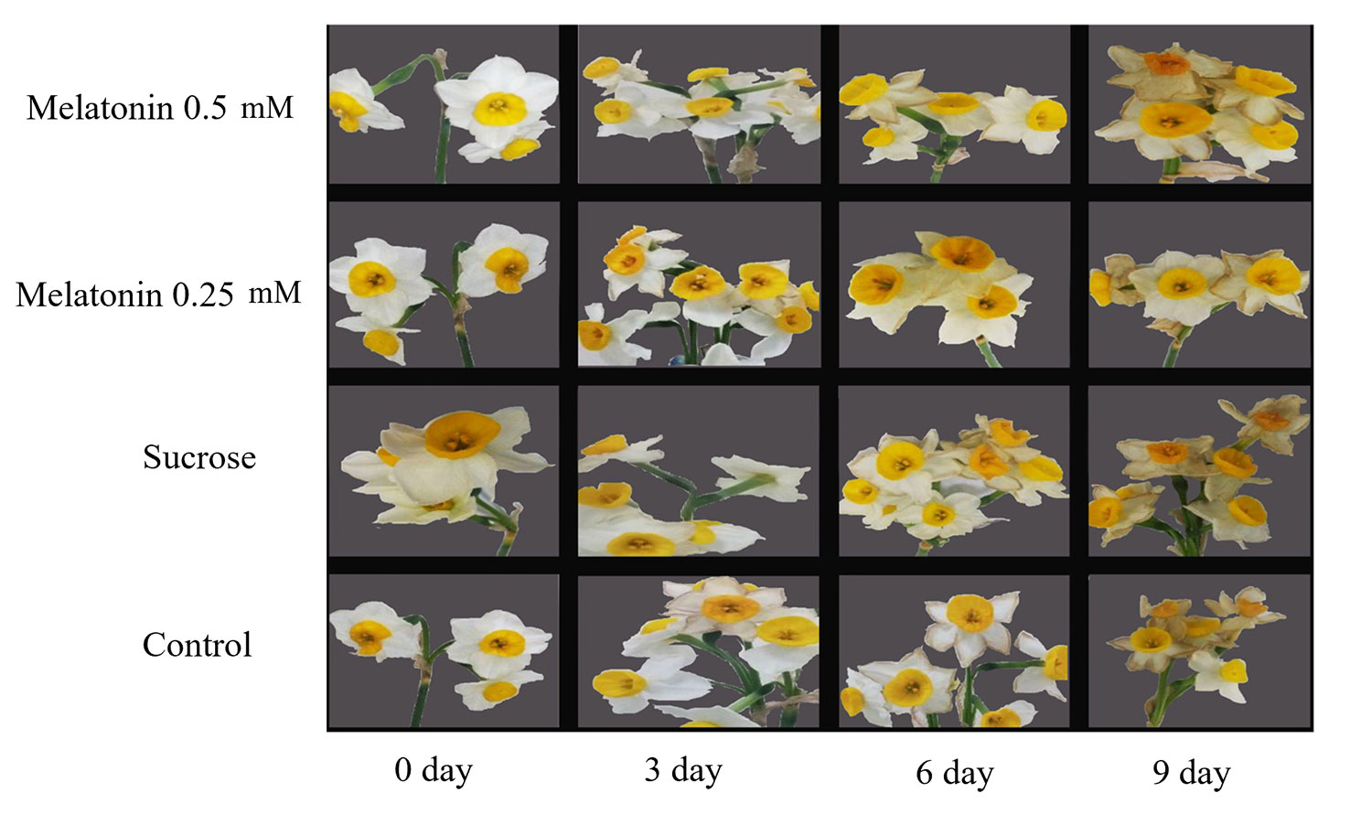 Melatonin Mitigates Postharvest Enzymatic Browning and Preserves Quality in Cut Narcissus tazetta 'Shahla-e-Shiraz'