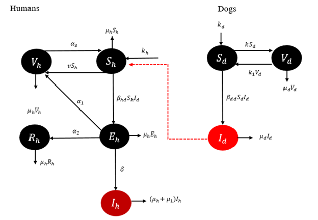 Mathematical Modeling of Rabies Control: Evaluating Vaccination Strategies via NSFD and RK4 Approaches