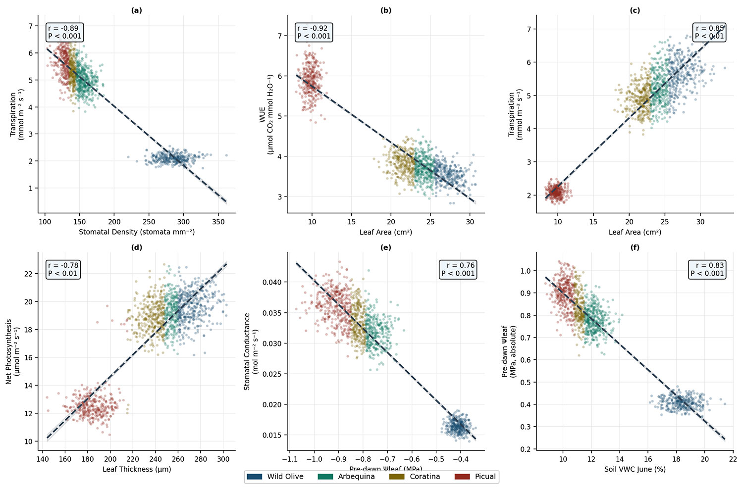 Physiological and Morphological Divergence between Wild Olive (Olea ferruginea) and Grafted Commercial Cultivars: Implications for Drought Resilience and Ecosystem Services in Pakistan